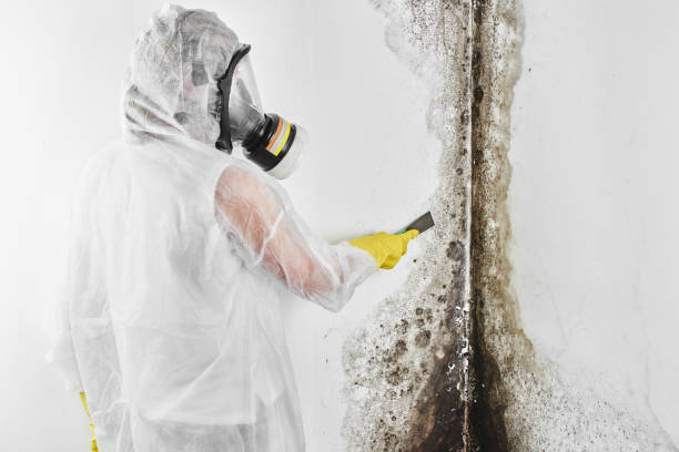 Best Mold Testing  in Lake Morton Berrydale, WA