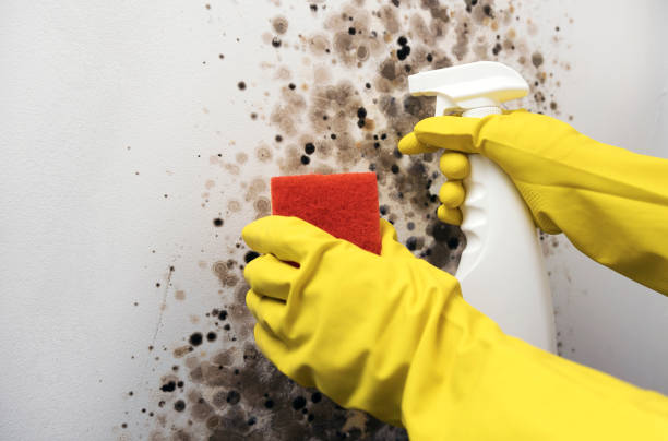 Best Residential Mold Removal  in Lake Morton Berrydale, WA