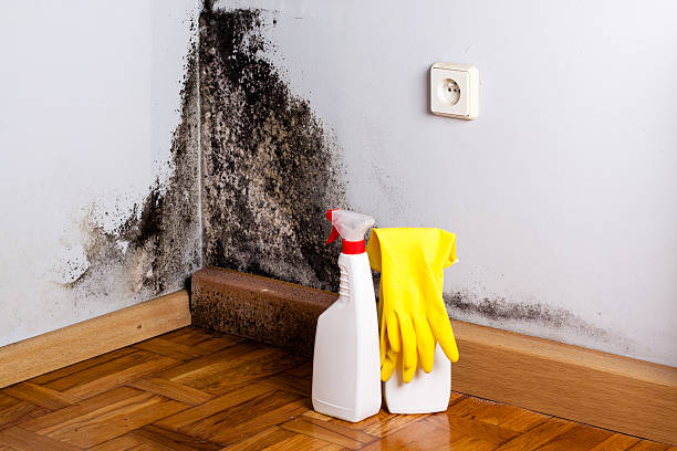 Best Crawl Space Mold Removal  in Lake Morton Berrydale, WA