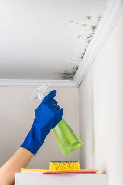 Best Mold Remediation  in Lake Morton Berrydale, WA